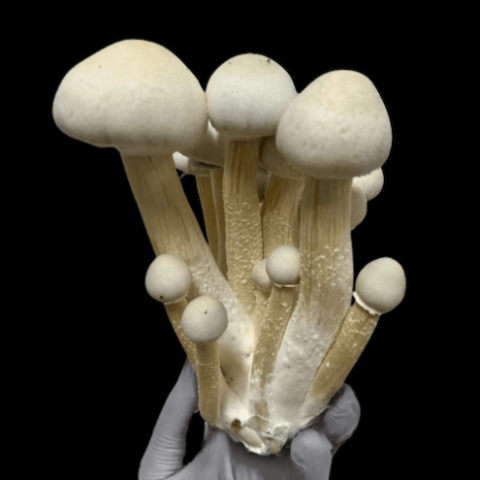 Psilocybe Cubensis - Gepetto